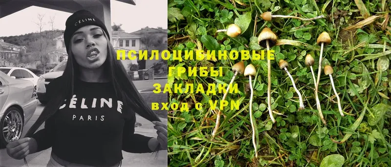 кракен tor  Котовск  Псилоцибиновые грибы Magic Shrooms 